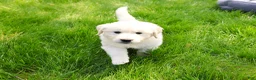 Golden Retriever dogs for sale: Zachary  - Ad 4