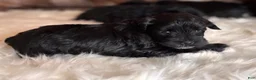 Miniature Schnauzer dogs for sale: Moya - Ad 4