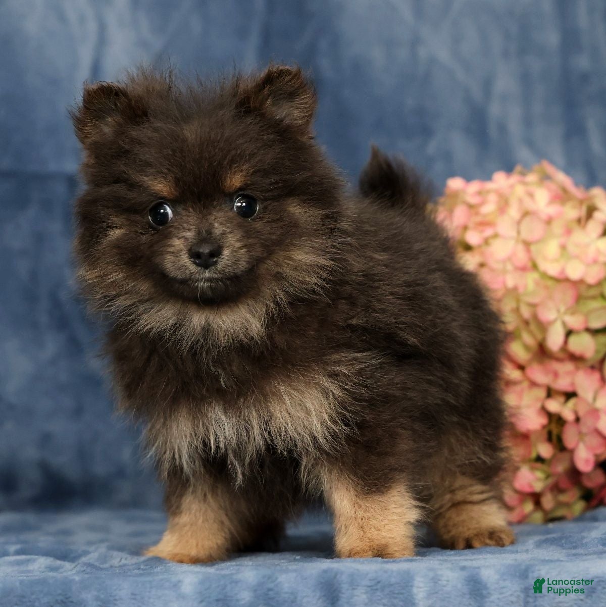 Pomeranian dogs for sale: Layla - Ad 1