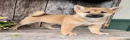 Shiba Inu dogs for sale: Tulip - Ad 5