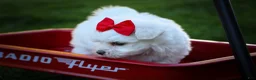 Maltese dogs for sale: Mirella🎀 - Ad 16