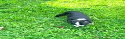Boston Terrier dogs for sale: SALE PENDING - Ad 3