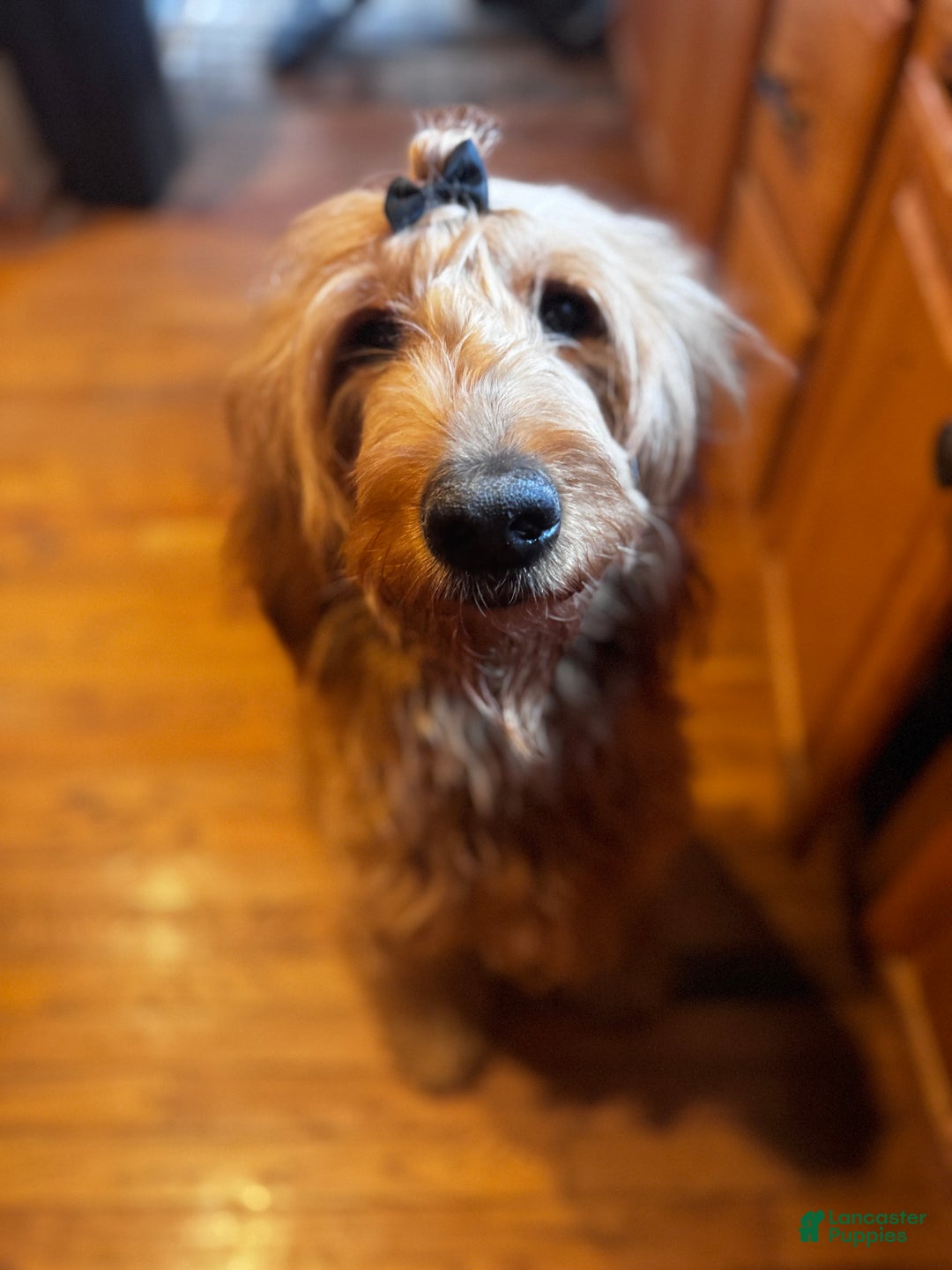 Mixed Breed dogs for sale: Dre - Ad 2