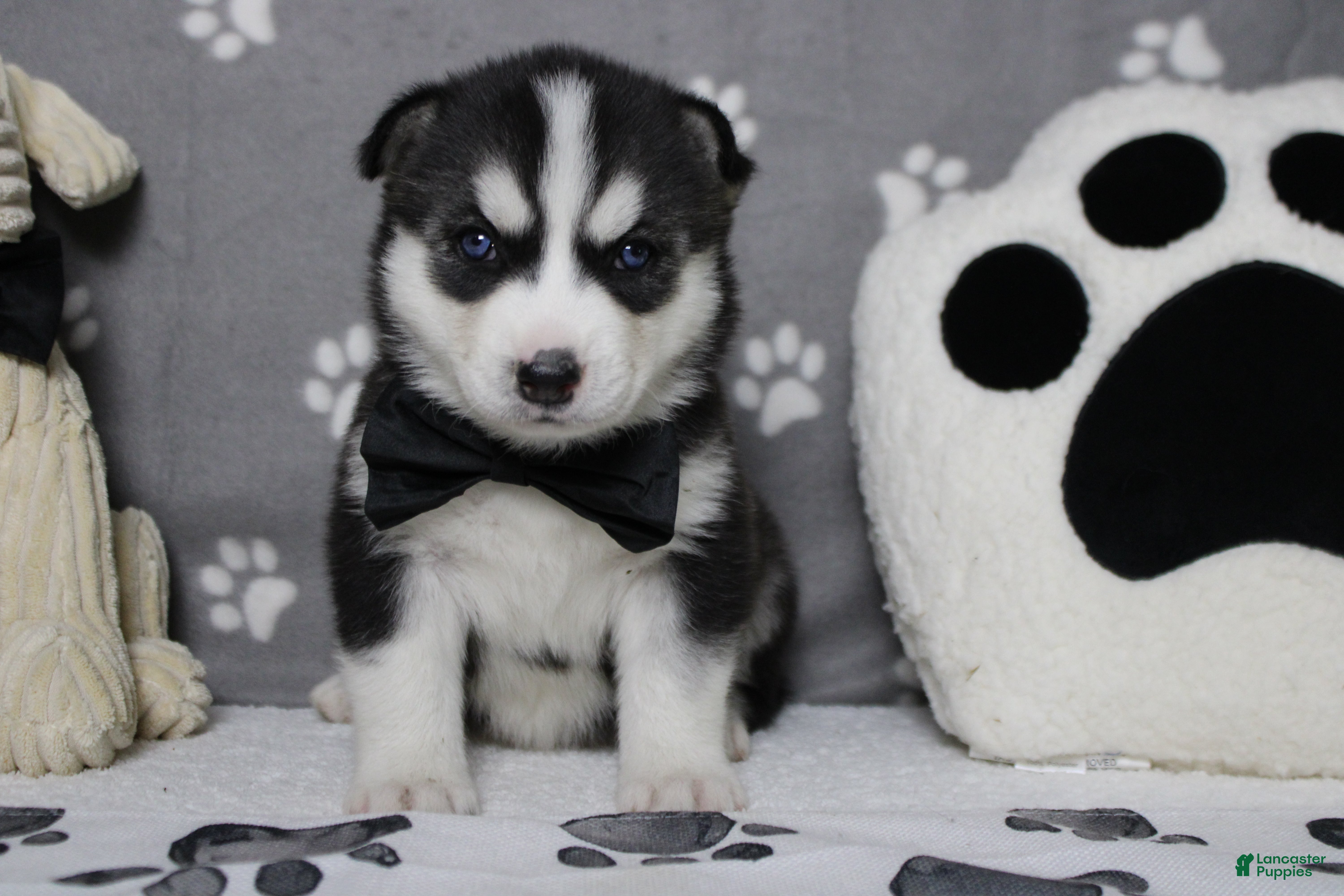 Siberian Husky dogs Storm  - Ad 9