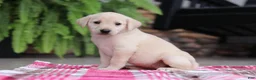 Labrador Retriever dogs for sale: Bella - Ad 3