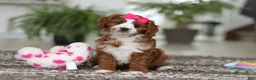 Cavapoo dogs for sale: Angela - Ad 17