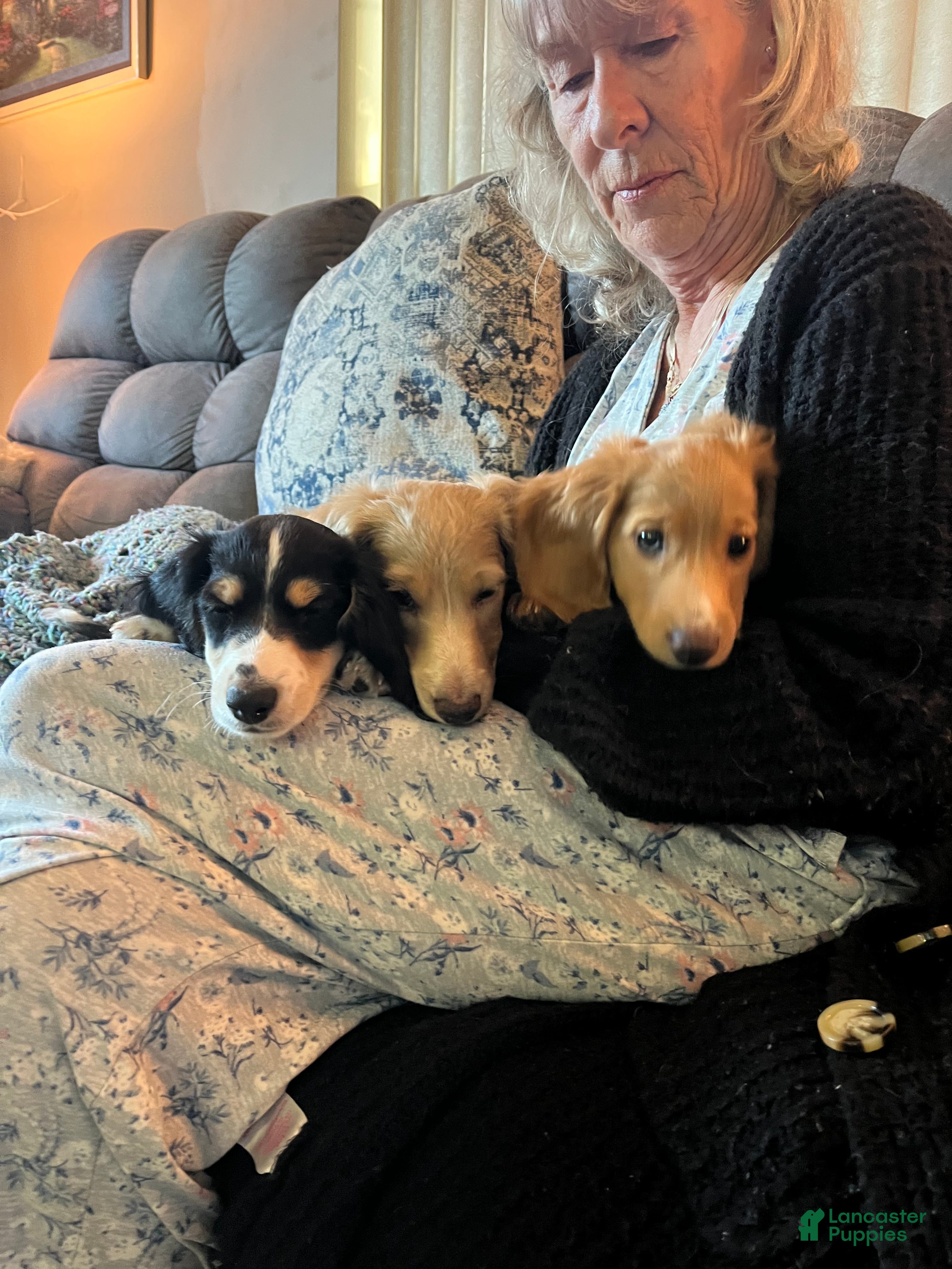 Miniature Dachshund dogs Miniature Dachshund 1 - Ad 8