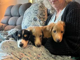 Miniature Dachshund dogs Miniature Dachshund 1 - Ad 8