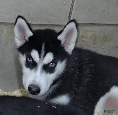 Siberian Husky dogs Rarity - Ad 1