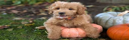 Mini Goldendoodle dogs for sale: Brody - Ad 1