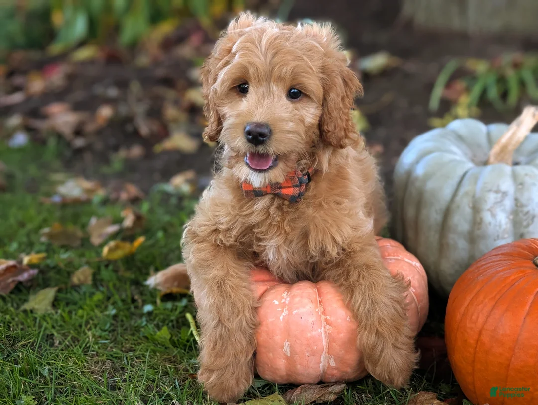 Mini Goldendoodle dogs for sale: Brody - Ad 1