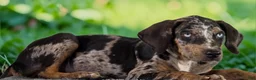 Catahoula Leopard Dog dogs for sale: Tigger 2026 Male 1 - Ad 19