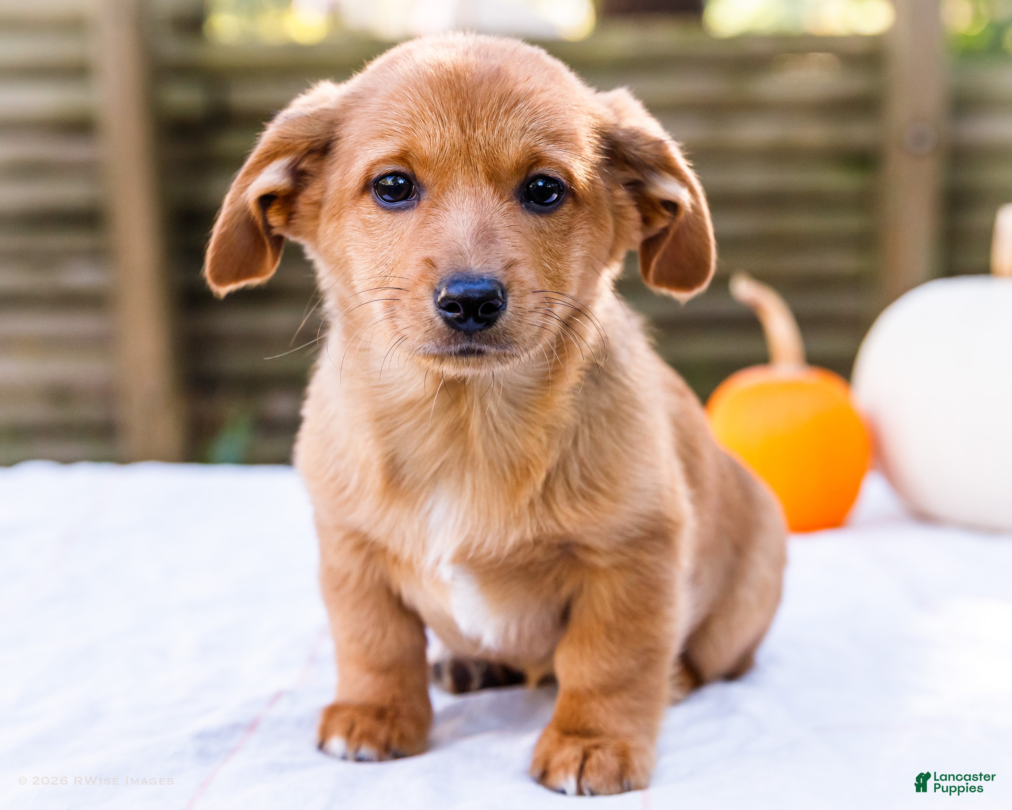 Mixed Breed dogs for sale: Sadie Dorgi - Ad 1