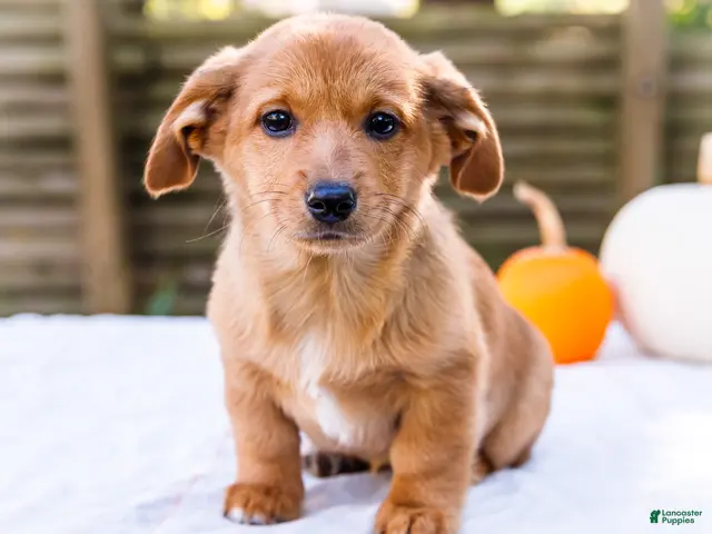 Mixed Breed dogs for sale: Sadie Dorgi - Ad 1