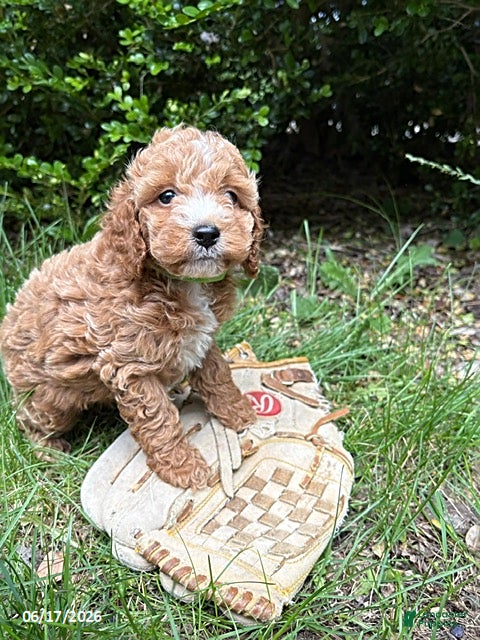 Cockapoo dogs Zack - Ad 2