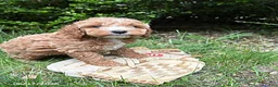 Cockapoo dogs for sale: Zack - Ad 2