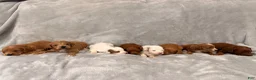 Mini Goldendoodle dogs for sale: Dixie - Ad 7