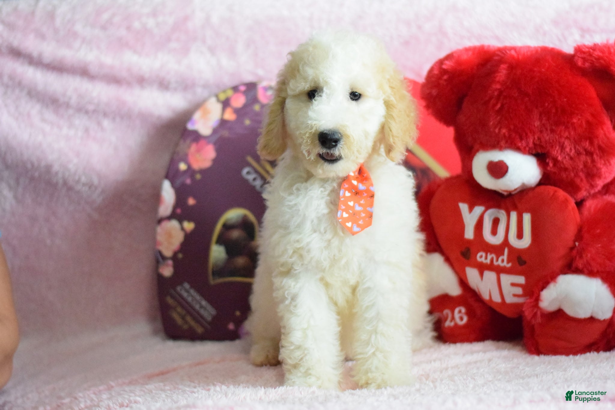 Goldendoodle dogs Goldendoodle Puppy 9 - Ad 34
