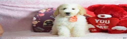 Goldendoodle dogs for sale: Goldendoodle Puppy 8 - Ad 28