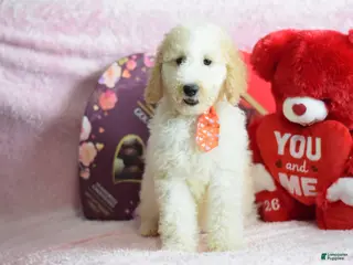 Goldendoodle dogs Goldendoodle Puppy 9 - Ad 34