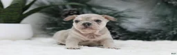 French Bulldog dogs for sale: Megan - Ad 9