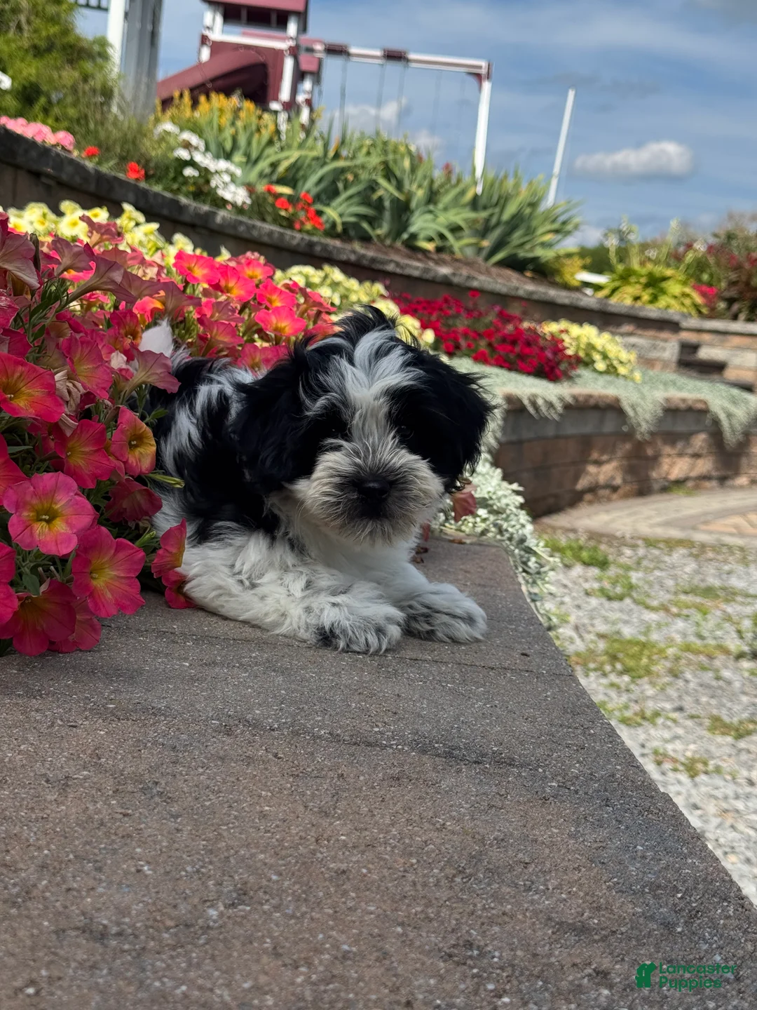 Mixed Breed dogs for sale: Art - Ad 2