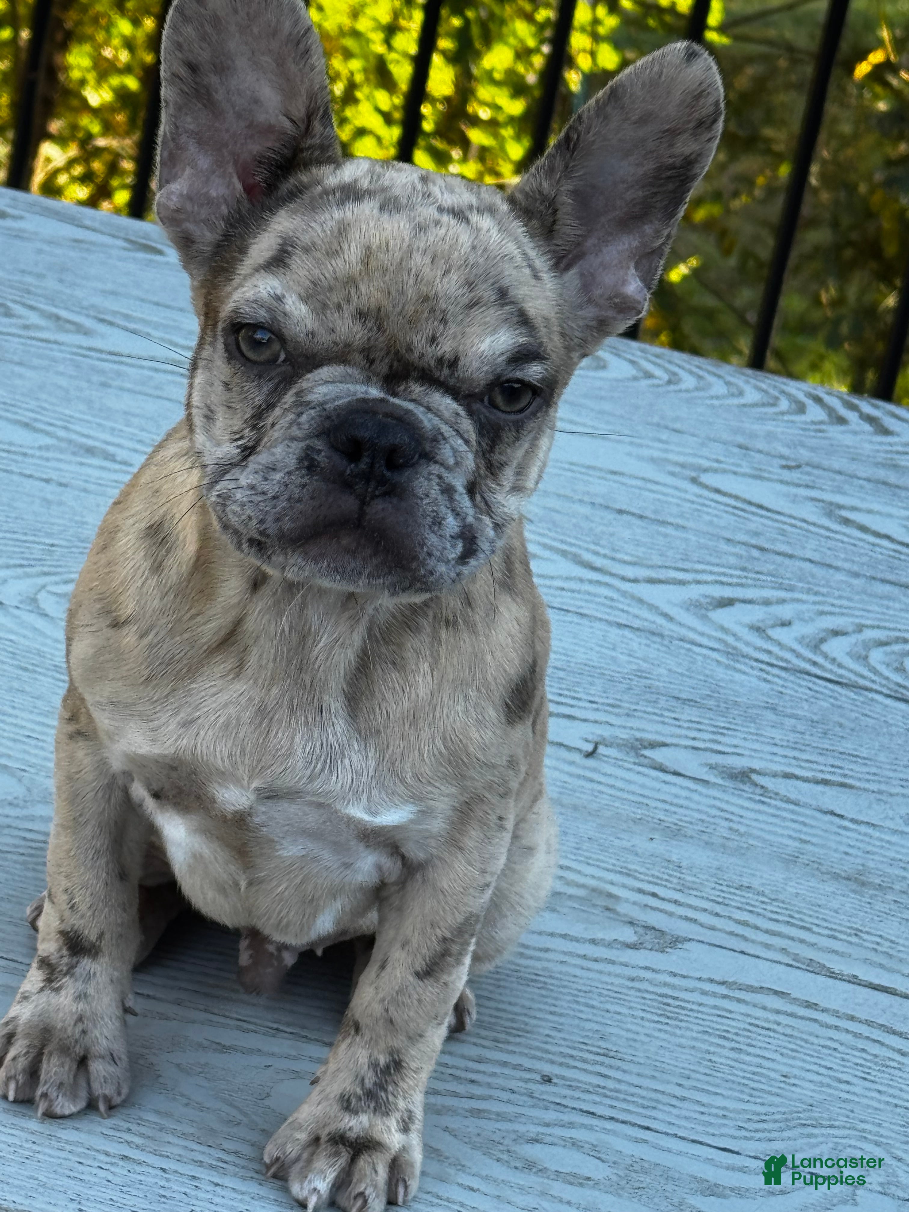 French Bulldog dogs for sale: Armani aka chubs - Ad 2