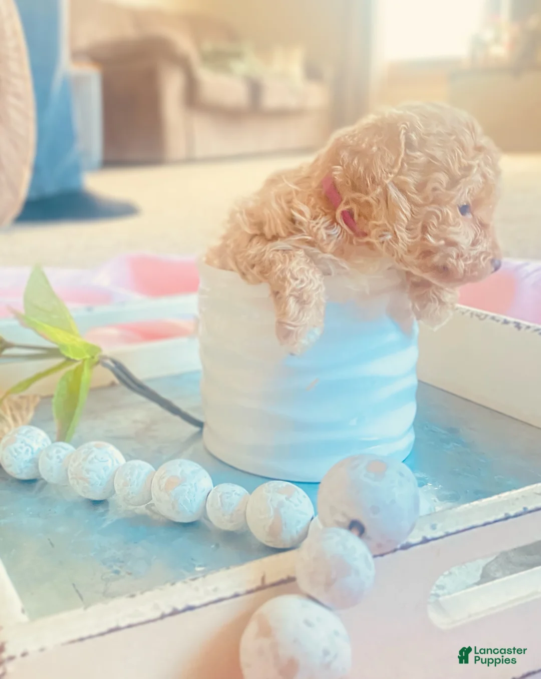 Toy Poodle dogs for sale: ♥️SWEET DOLLIE MAE♥️ - Ad 10