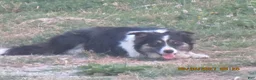 Border Collie dogs for sale: Sam - Ad 3