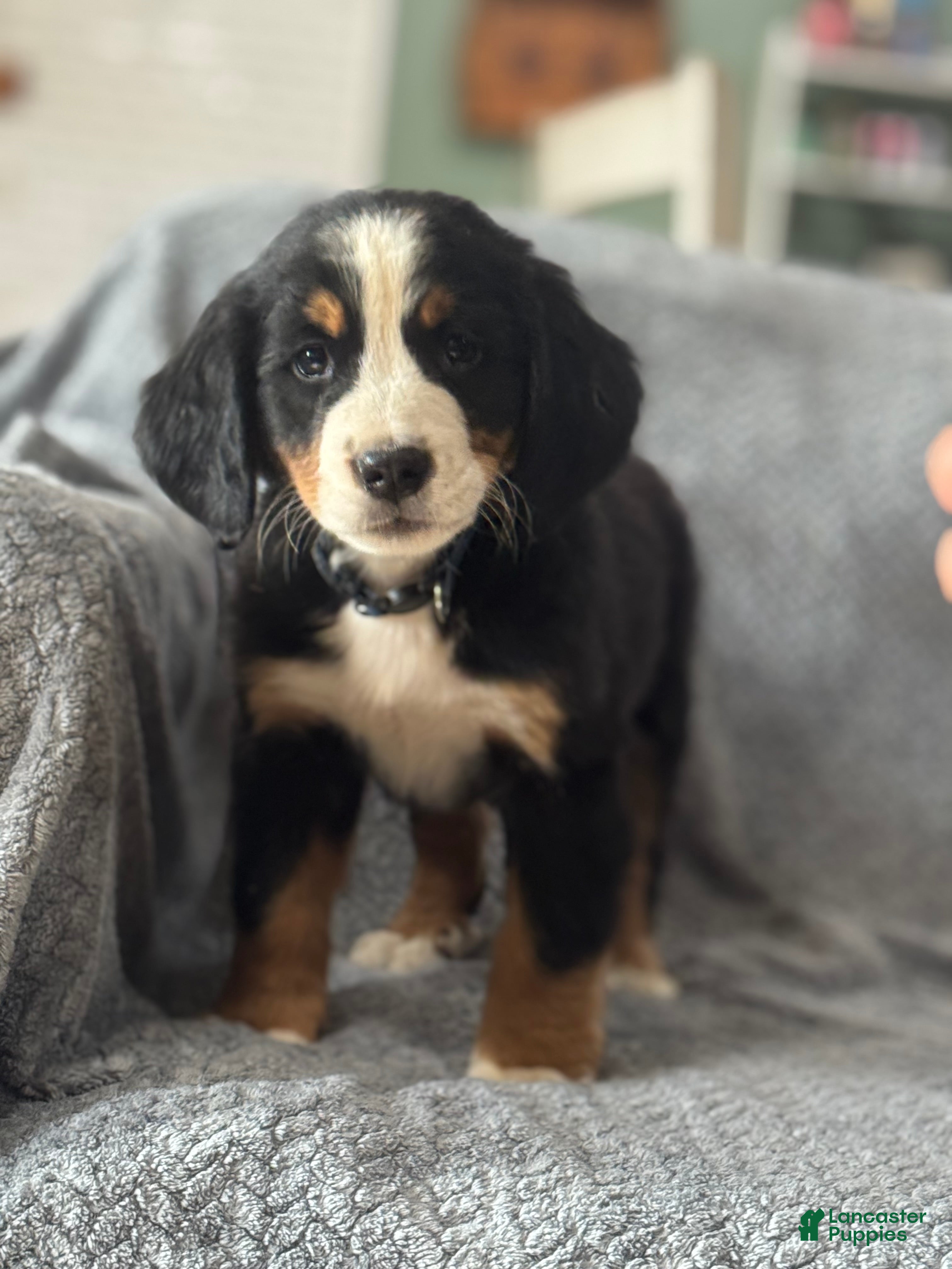 Bernese Mountain Dog dogs Lance - Ad 1