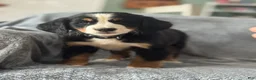 Bernese Mountain Dog dogs for sale: Lance - Ad 1