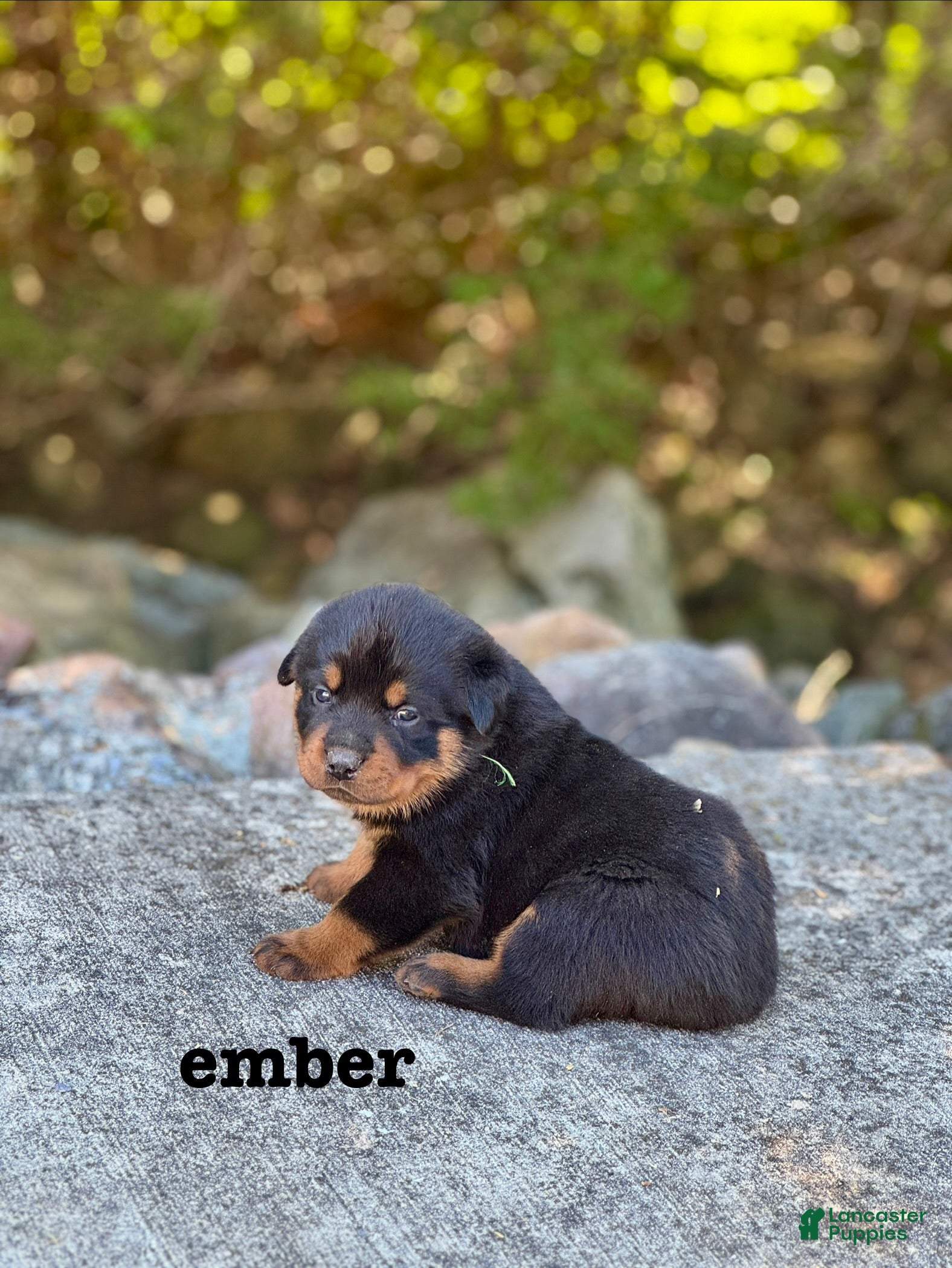 Rottweiler dogs Ember  - Ad 1