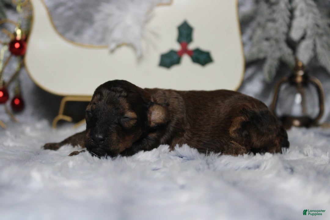 Toy Poodle dogs for sale: Sardonyx - Ad 5