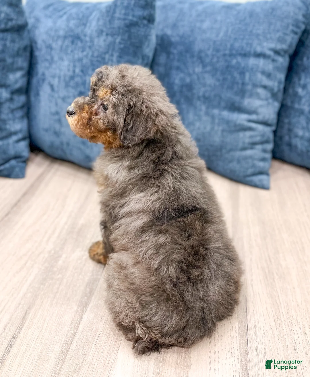 Miniature Poodle dogs for sale: Cookie - Ad 5