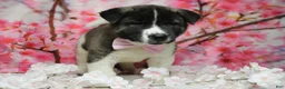 Akita dogs for sale: Jonathon  - Ad 6