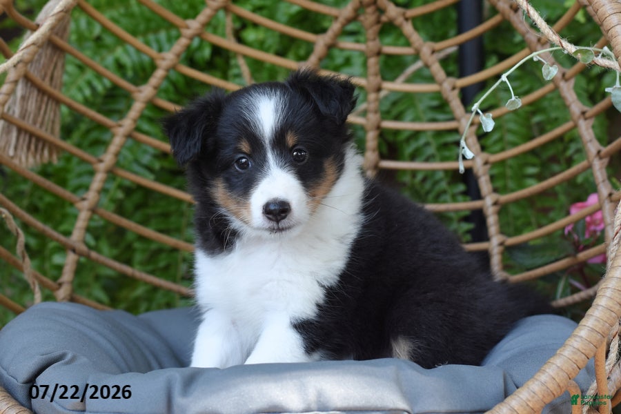 Shetland Sheepdog dogs Twila - Ad 2
