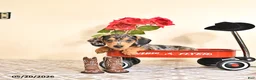 Miniature Dachshund dogs for sale: Curtis - Ad 1