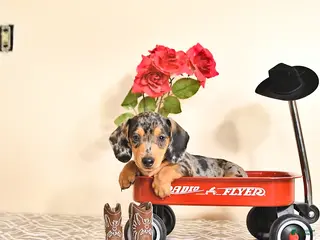 Miniature Dachshund dogs for sale: Curtis - Ad 1