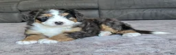Mini Bernedoodle dogs for sale: Mini Bentley  - Ad 9