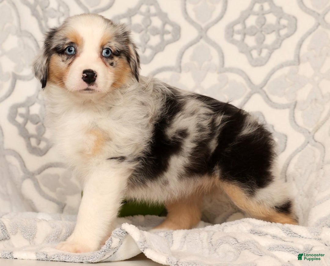 Miniature Australian Shepherd dogs for sale: Tulip - Ad 1