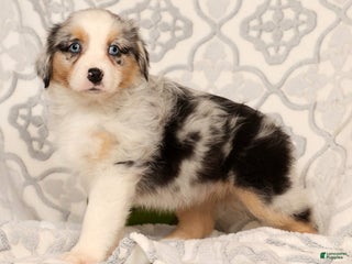 Miniature Australian Shepherd dogs Tulip - Ad 10