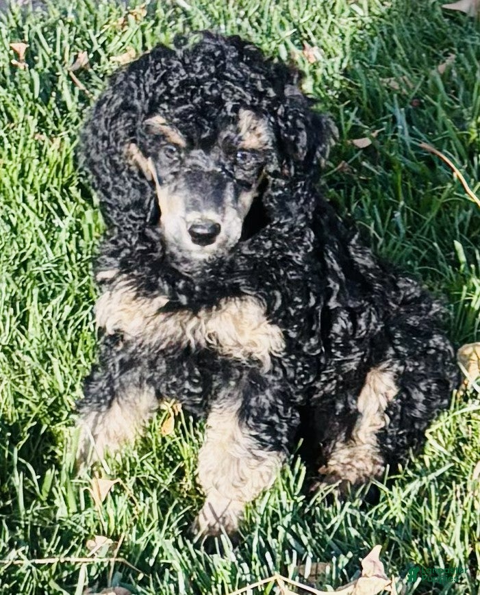 Standard Poodle dogs for sale: Standard Poodle 11 Black Phantom - Ad 1