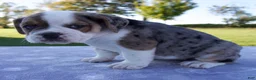 Beabull dogs for sale: Adele - Ad 4