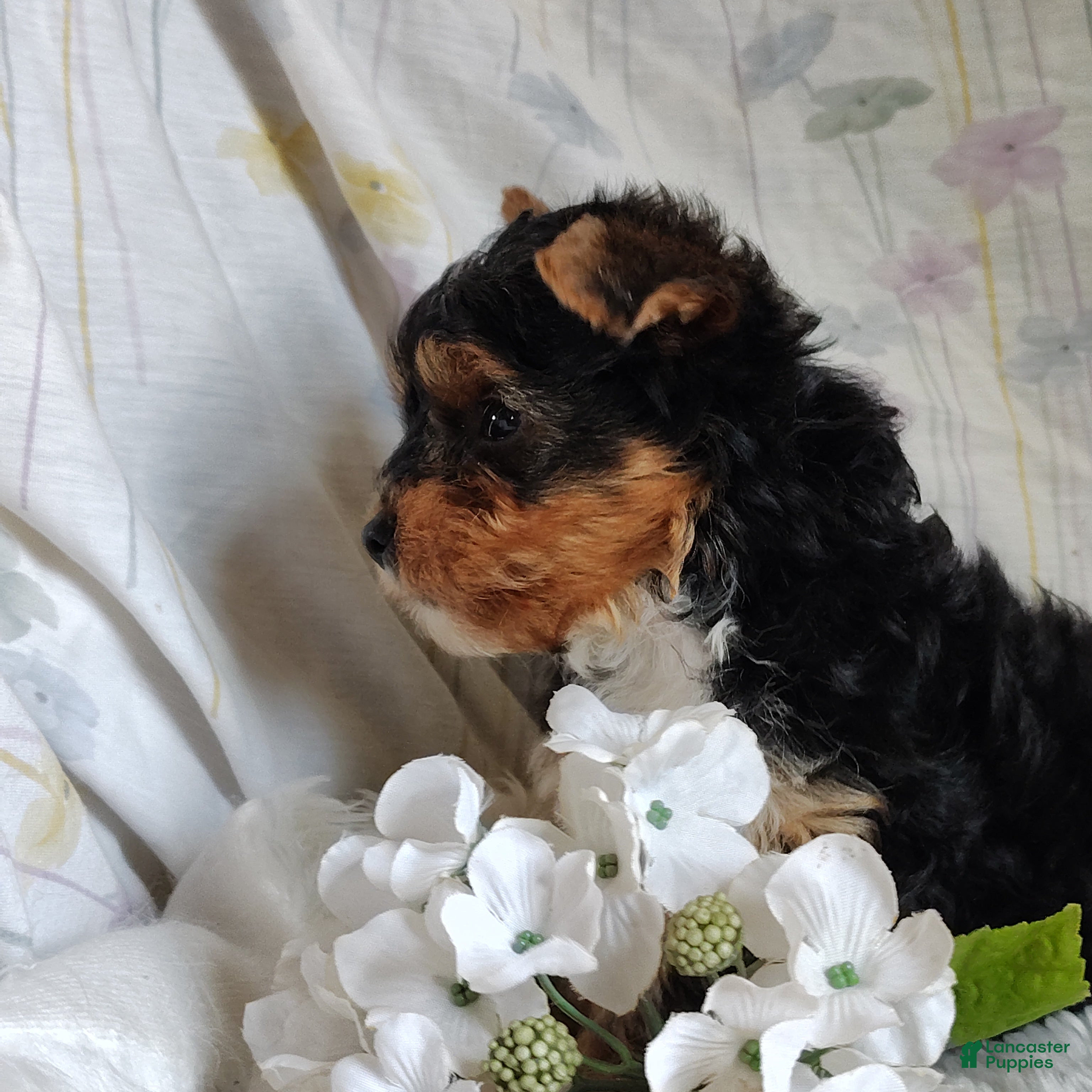 Yorkshire Terrier dogs Freddiola - Ad 2