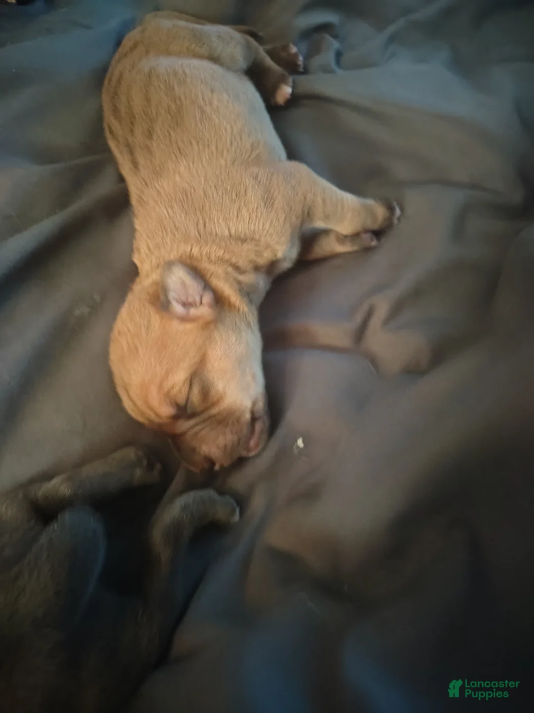 Mixed Breed dogs for sale: Mouthy - Ad 2