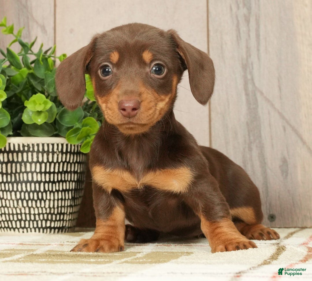 Miniature Dachshund dogs for sale: Molly - Ad 3