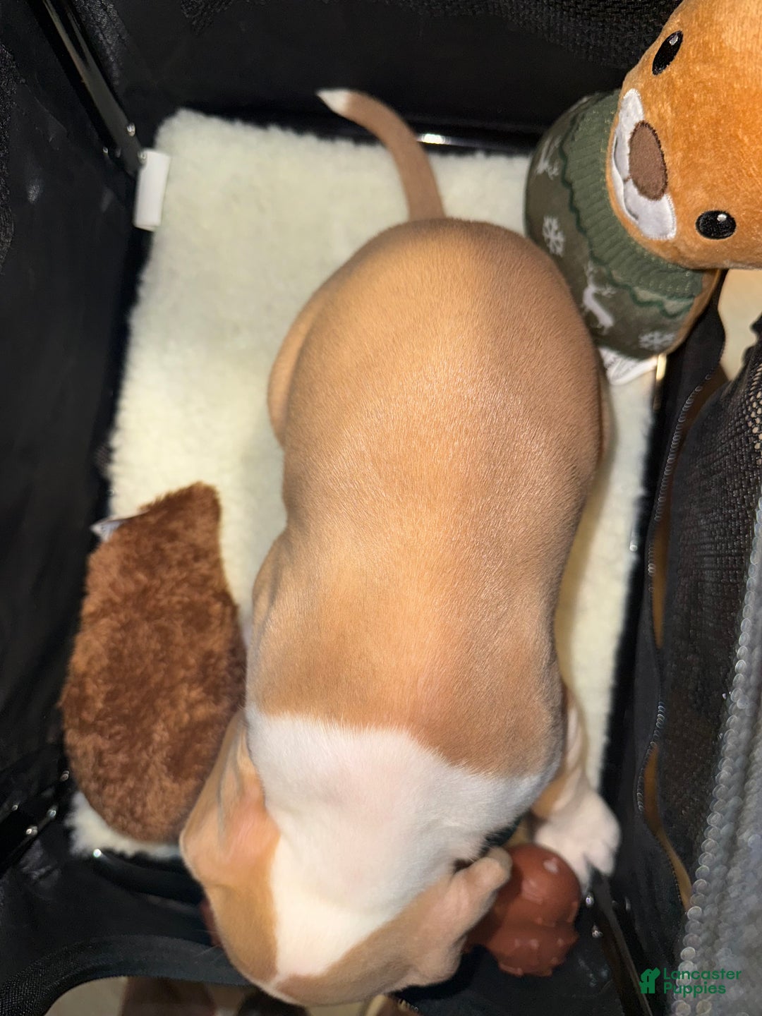 American Bully dogs for sale: Teddy - Ad 5