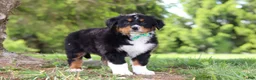 Bernese Mountain Dog dogs for sale: Loki - Ad 5