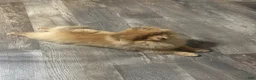 Pomeranian dogs for sale: Chocolate mousse - Ad 5