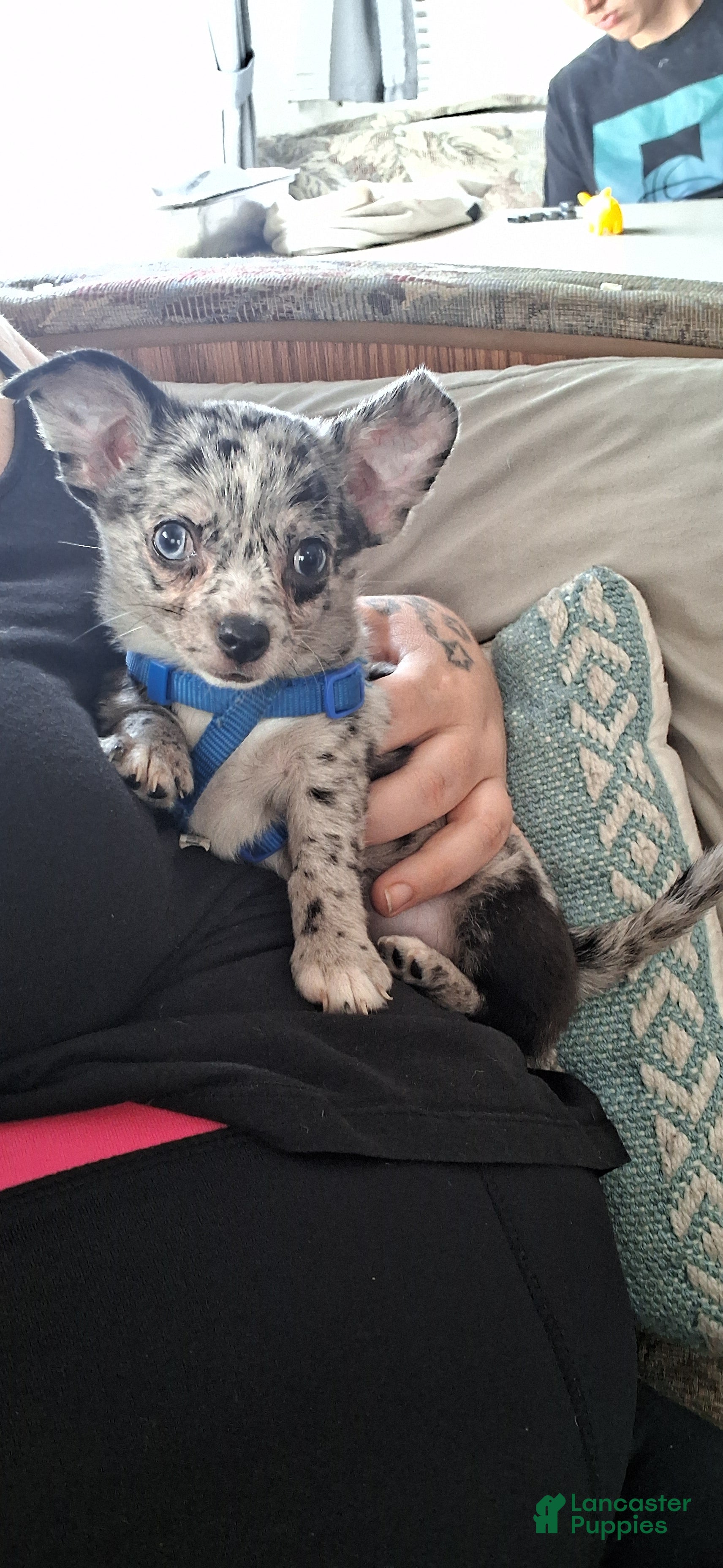 Chihuahua dogs Junior - Ad 1